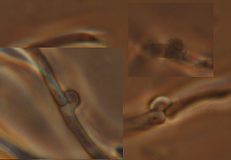 Aphyllophorales su...sabbia!! (Schizophyllum commune)